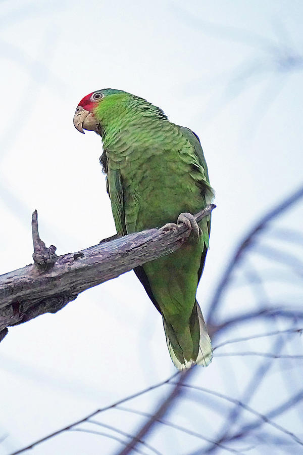 Red-crowned Parrot Photograph by Alan Lenk