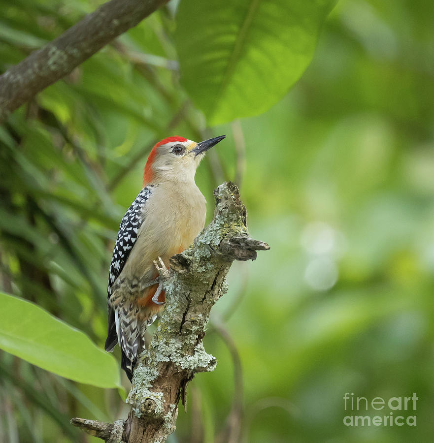 Wildlife Photograph - Red-Crowned Woodpecker by Eva Lechner