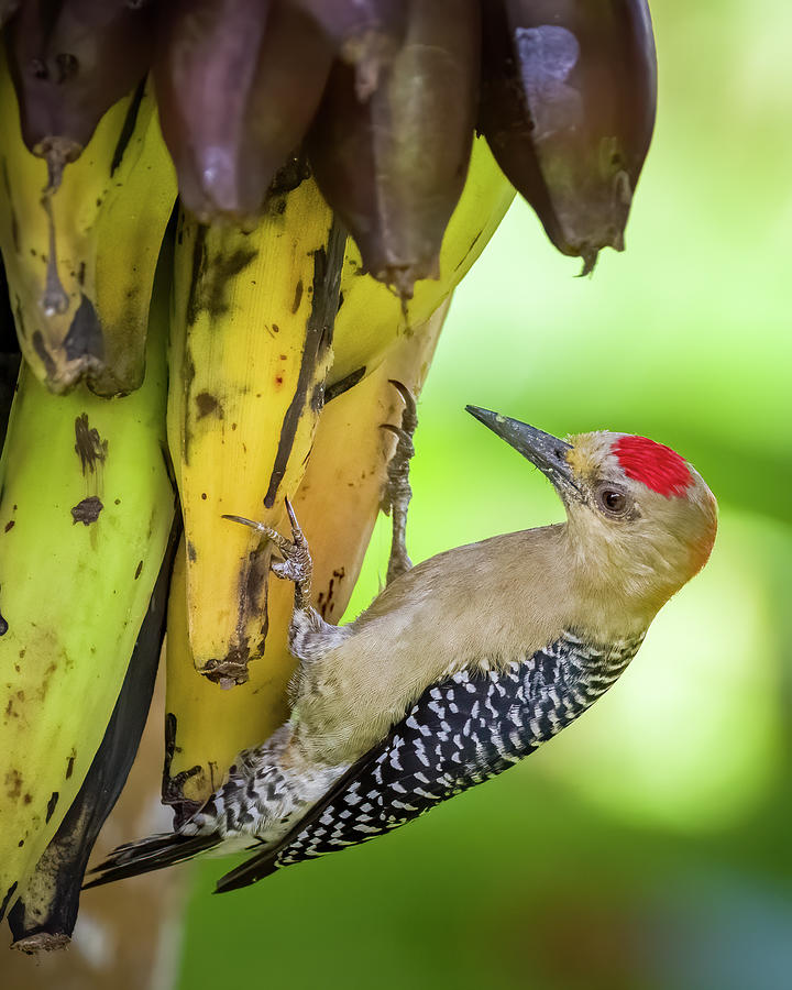 Red Crowned Woodpecker Hato El Diamante San Luis Casanare Colombia Photograph by Adam Rainoff