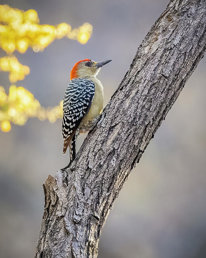 Red Crowned Woodpecker Taganga Magdalena Colombia Photograph by Adam Rainoff