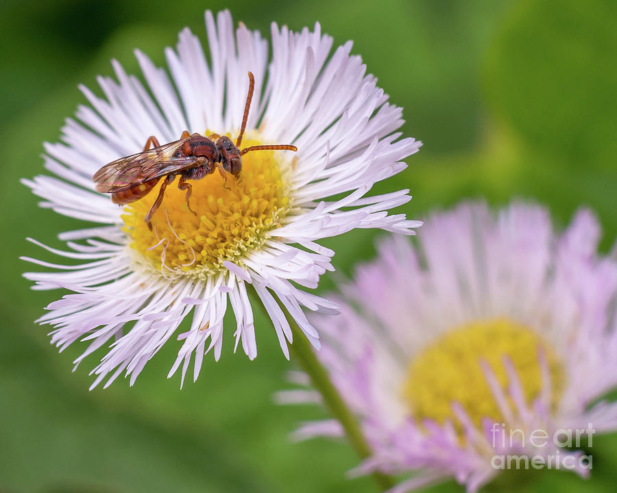 Red Cuckoo Bee on Erigeron annuus Photograph by Gemma Mae Flores Sellers