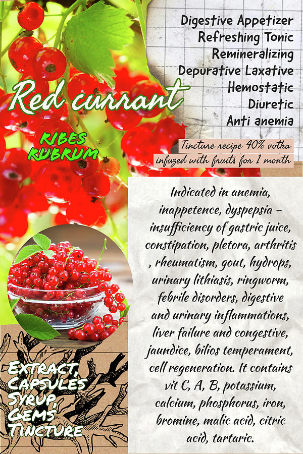 Red currant benefits Photograph by Ana Naturist Fine Art America