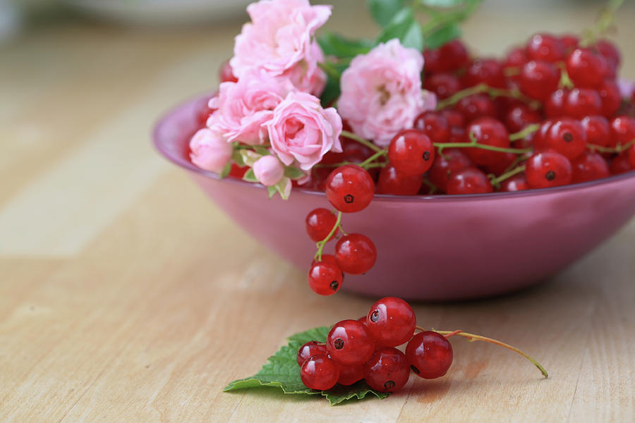 Red currants with pink roses still life Photograph by Karen Kaspar