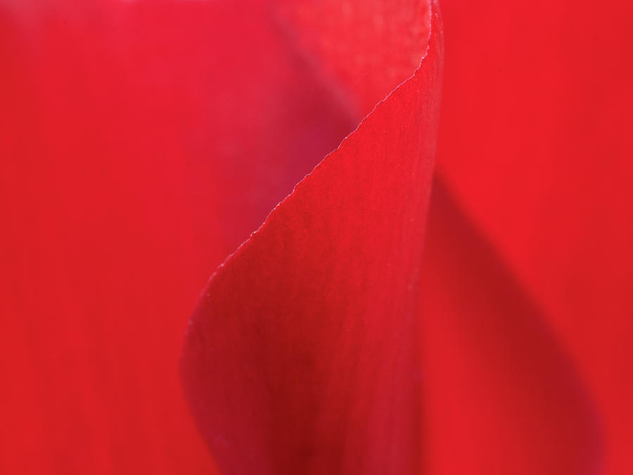 Curves in Red Photograph by Sue Cullumber