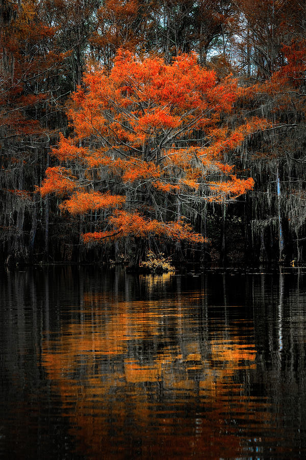 Red Cybress Tree in the Bayou Photograph by Michael Ash