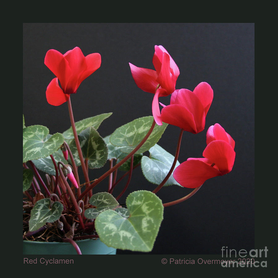 Red Cyclamen Photograph by Patricia Overmoyer