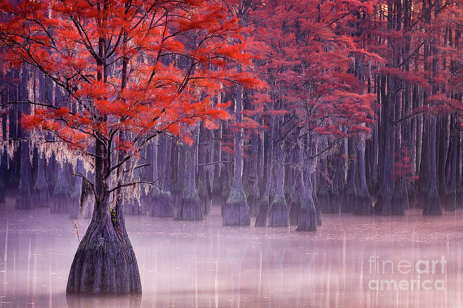 Red Cypress Morning 3 Photograph by Maria Struss Photography