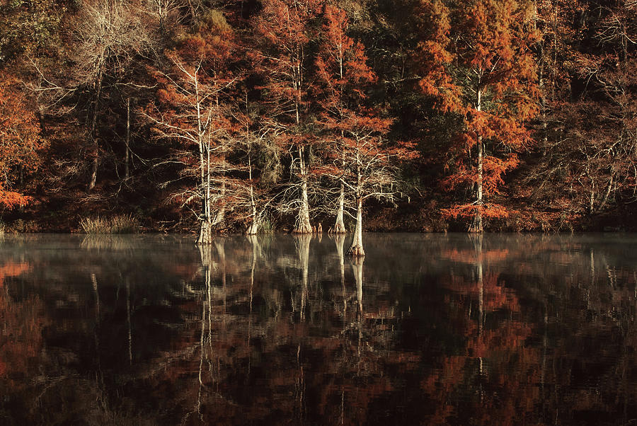 Red Cypress Trees Photograph By Iris Greenwell