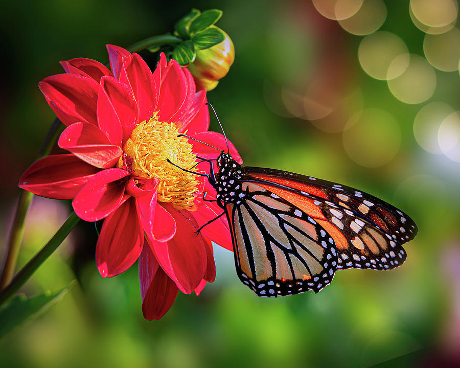 Red Dahia and Butterfly Photograph by Lily Malor