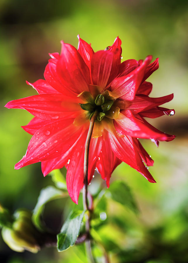 Red dahlia bloom Photograph by Vishwanath Bhat Fine Art America