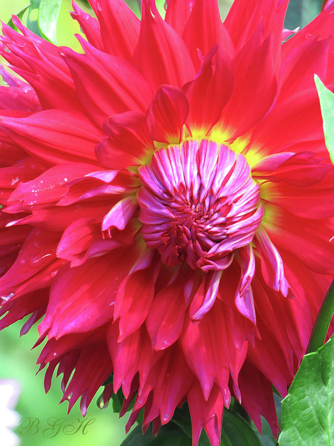 Red Dahlia Burst - Flowers From Our Gardens - Floral Macro Photography Photograph by Brooks Garten Hauschild