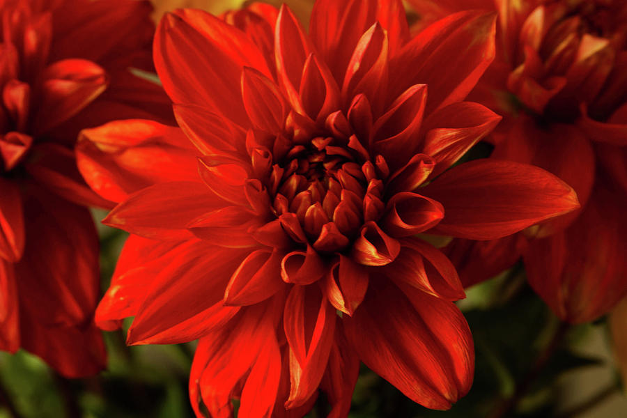 Red Dahlia Photograph by Cheryl Day