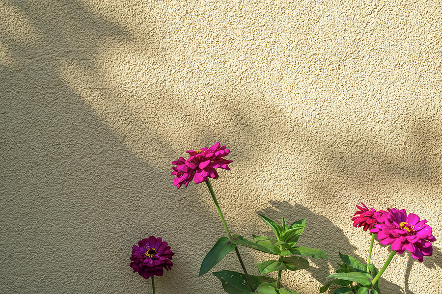 Red dahlia flowers against a yellow textured wall in bright sunlight