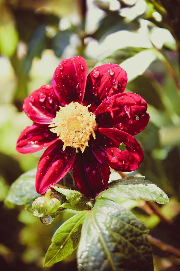 Red Dahlia in the Sun Photograph by W Craig Photography