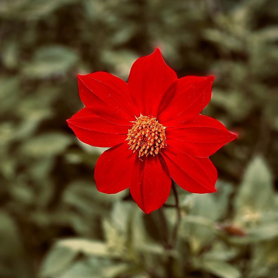Red Dahlia  Photograph by Jerry Abbott