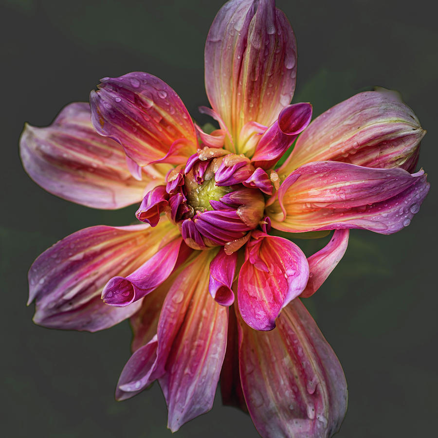 Red Dahlia Photograph By Liliane Jaspers Fine Art America