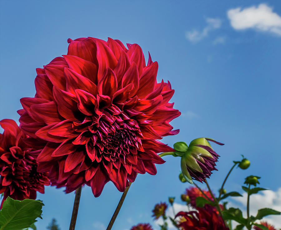 Red Dahlia Photograph by Phil Cardamone