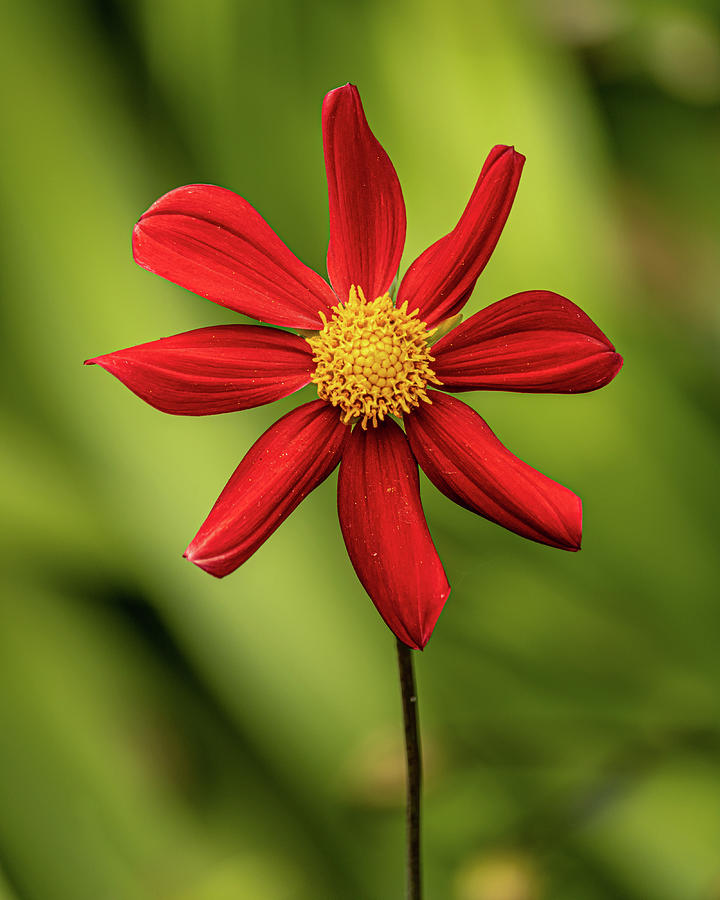 Red Dahlia Photograph by Rick Nelson