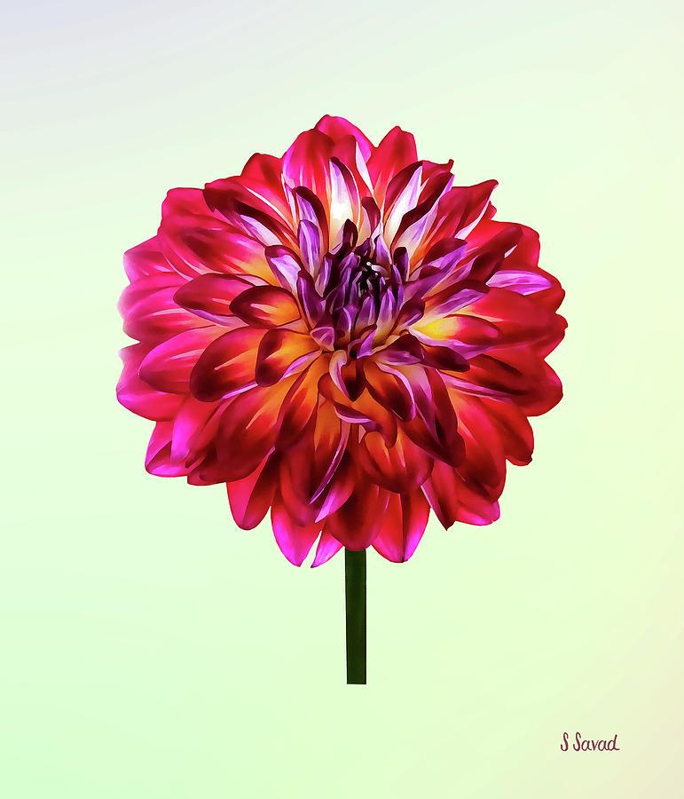 Red Dahlia Tinted With Yellow Photograph by Susan Savad