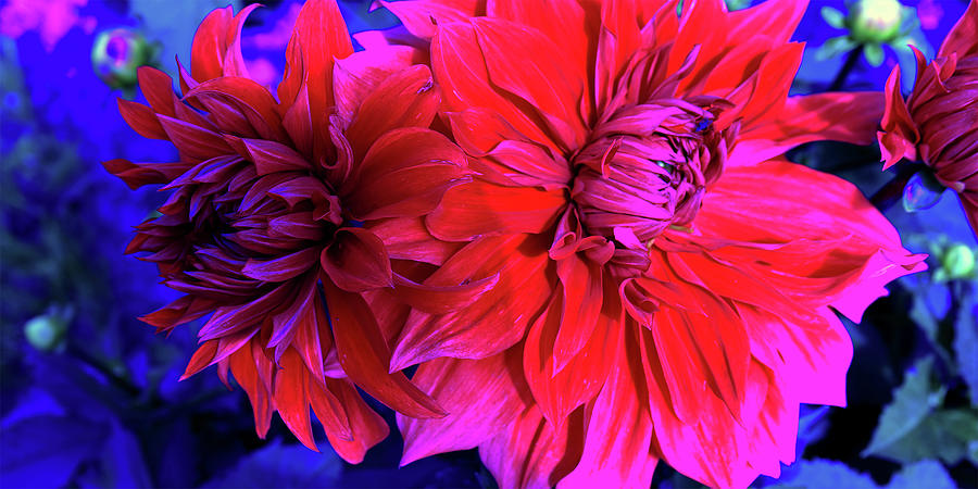 Red Dahlias On A Blue Background Photograph