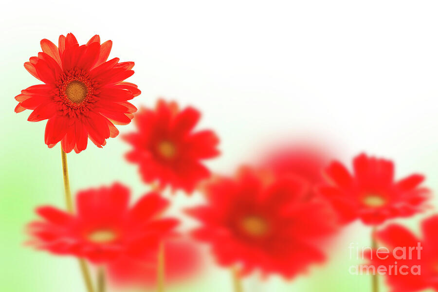 Daisy Photograph - Red daisies by Delphimages Photo Creations