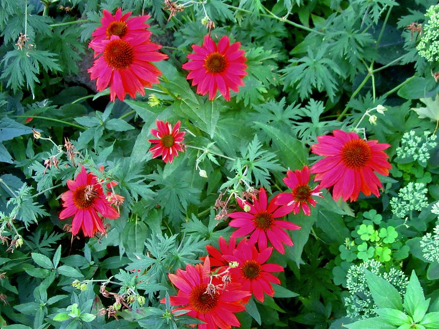 Red Daisies Photograph by Stephanie Moore