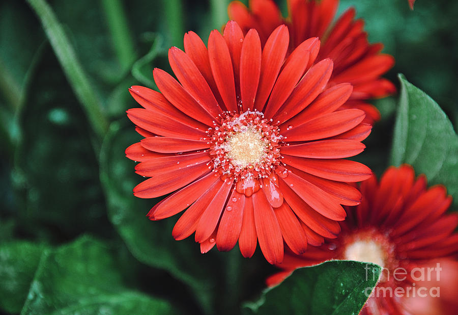 Red Daisy 2 #gerberas Photograph by Andrea Anderegg