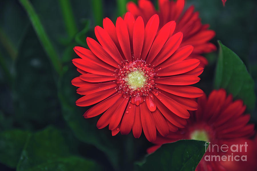 Red Daisy #Gerberas Photograph by Andrea Anderegg