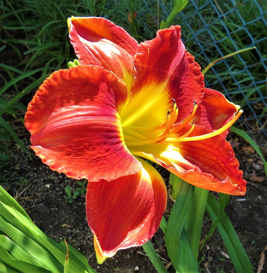 Red Daylily Facing the Sun Photograph by Linda Stern