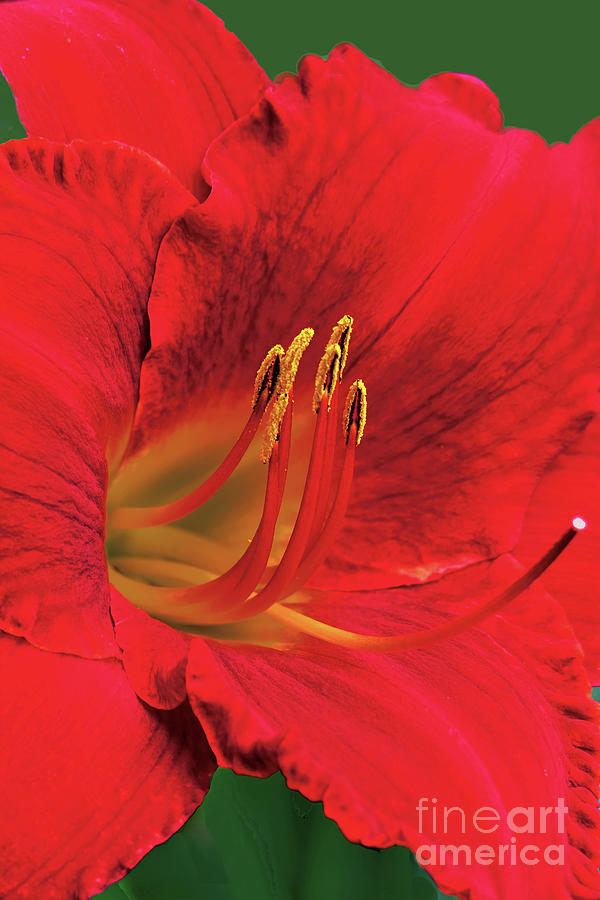 Red Daylily Portrait Photograph