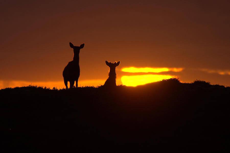 Red Deer and the Rising Sun Photograph by Gavin MacRae