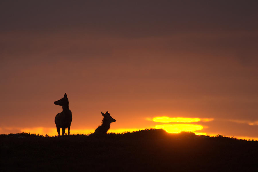 Red Deer and the Rising Sun Photograph by Macrae Images