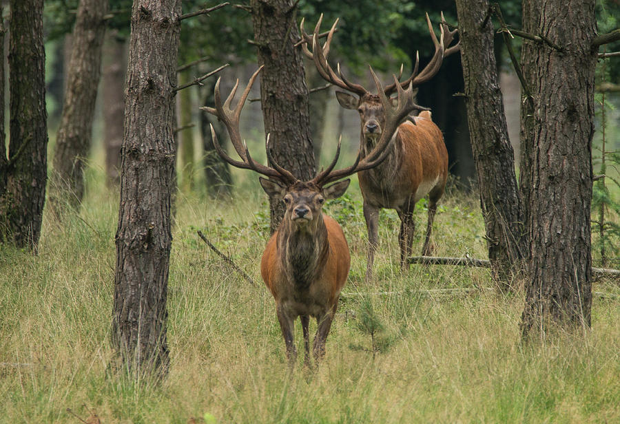 Deer Photograph - Red Deer Buck by Gert Hilbink