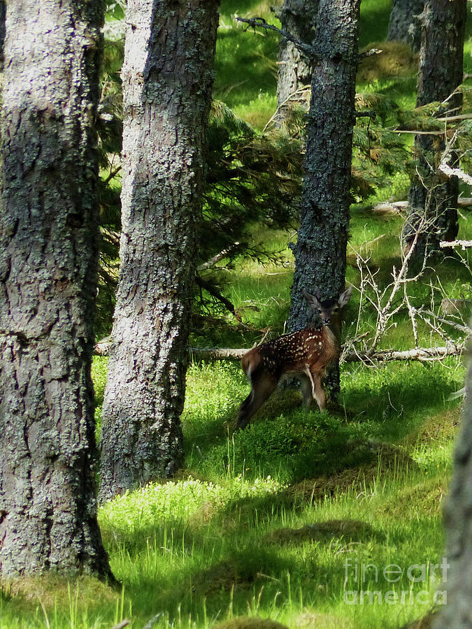 Red deer calf in a pine forest Photograph by Phil Banks