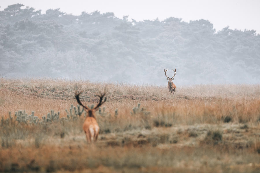 Red deer defending his territory at the Veluwe The Netherlands Photograph by Patrick Van Os