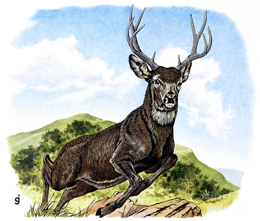 Red Deer Painting by Gene Jarvis