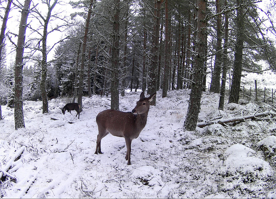 Winter Photograph - Red Deer hind and calf - snow wood by Phil Banks
