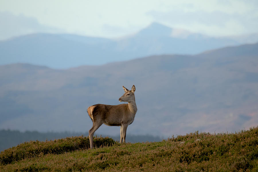 Red Deer Hind Photograph by Gavin MacRae