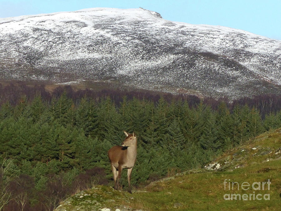 Red deer hind in early winter Photograph by Phil Banks