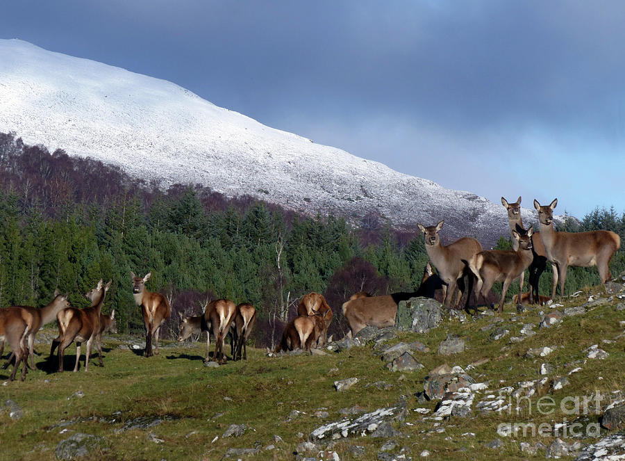 Red deer hinds - early winter Photograph by Phil Banks