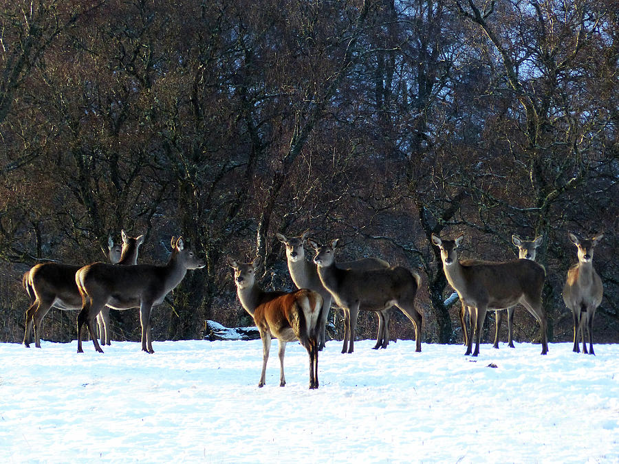 Red deer hinds in winter Photograph by Phil Banks