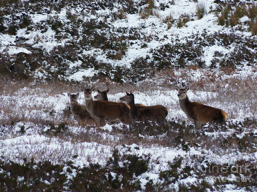 Red deer hinds - light snowfall Photograph by Phil Banks