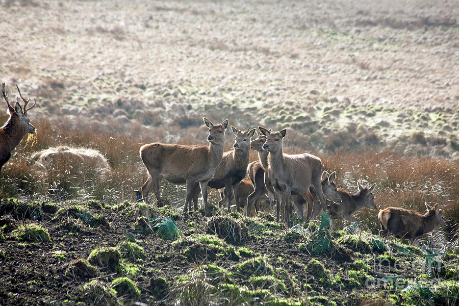 Red Deer Hinds Lyme Park Photograph by Michael Walters - Fine Art America