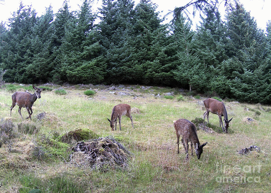Red deer hinds with calves in a forest clearing Photograph by Phil Banks
