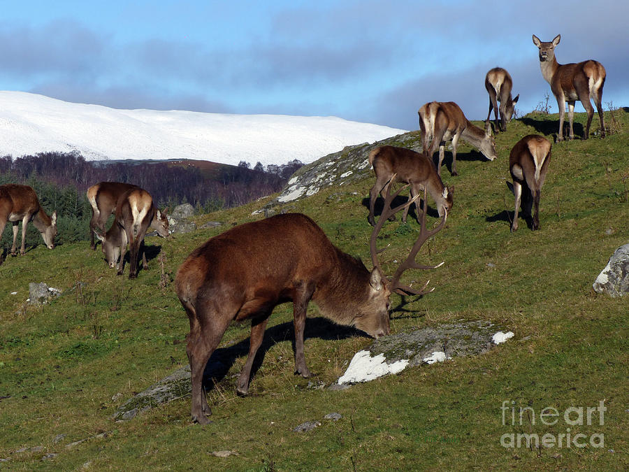 Red deer in early winter Photograph by Phil Banks