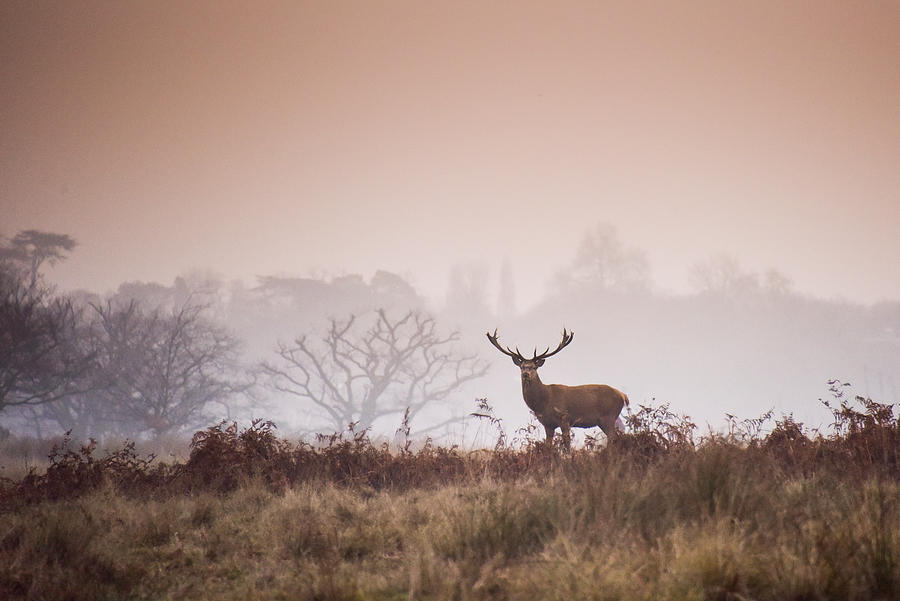 Red deer in Richmond Park Photograph by Sergio Amiti