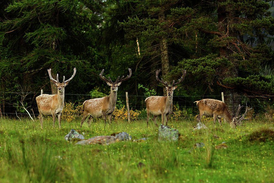 Red Deer In Scotland Photograph