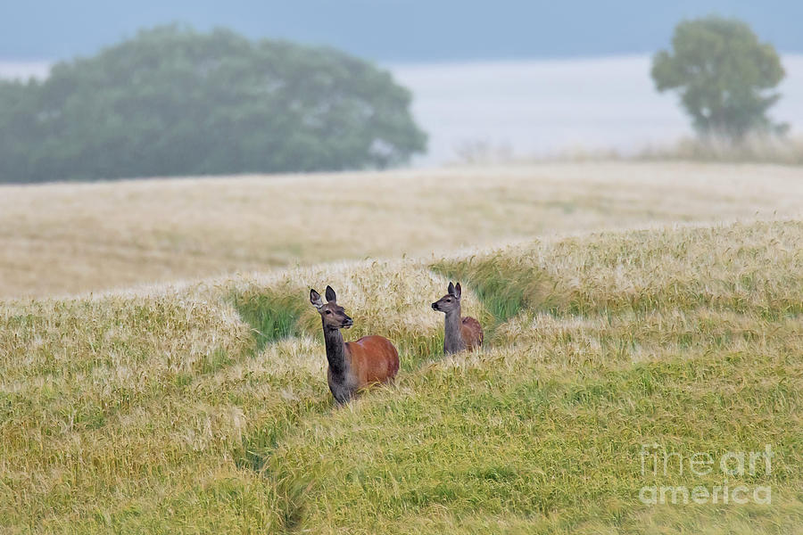 Red Deer in Wheat Field Photograph by Arterra Picture Library