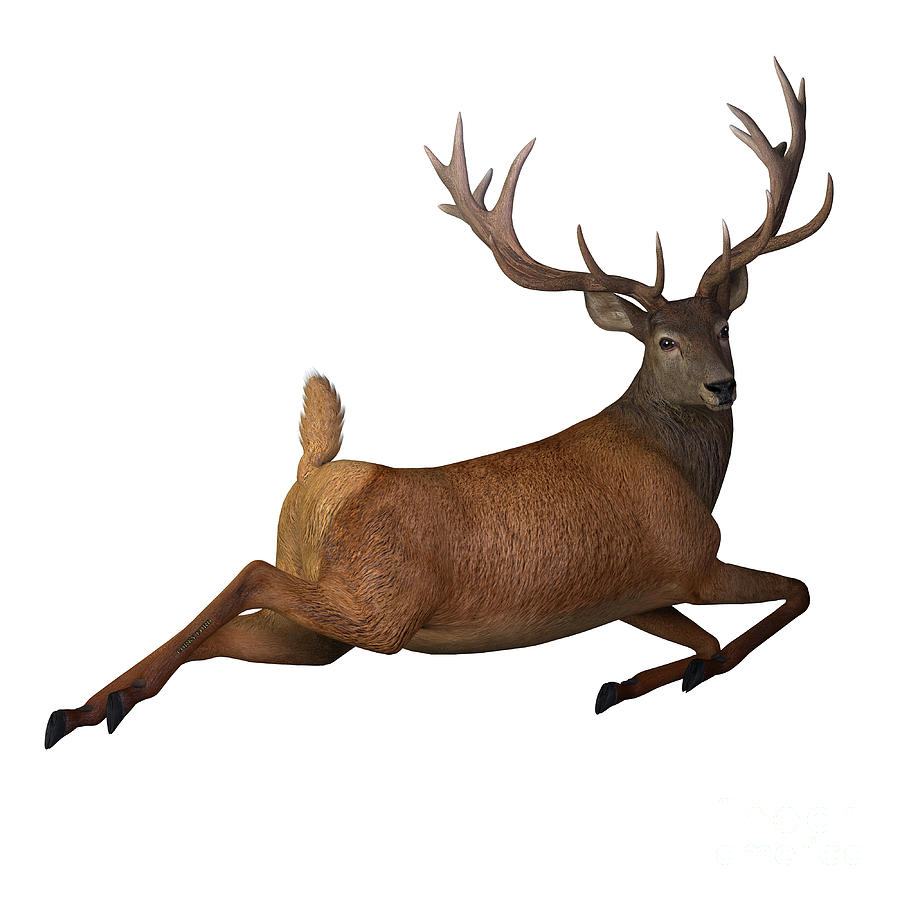 Deer Digital Art - Red Deer Jumping by Corey Ford
