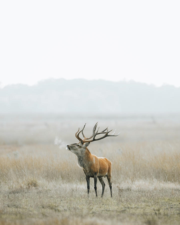 Red deer on a cold foggy morning. Photograph by Patrick Van Os